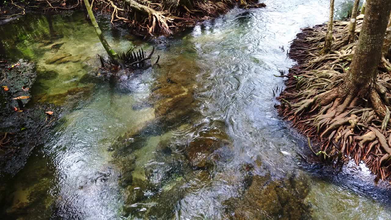 热带树木扎根在沼泽森林和清澈的水流运河在泰国甲米松南红树林湿地美丽的自然景观视频素材