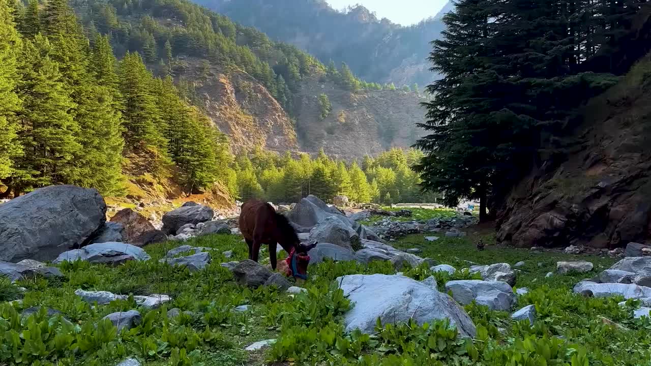 马在绿色的山上吃草。视频下载