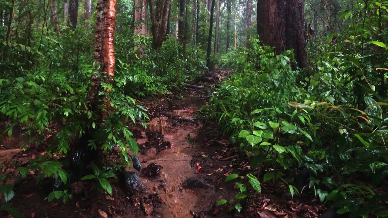 雨天，泥泞的小溪在茂密的森林里穿过远足小径。在潮湿条件下徒步旅行的挑战，因为小径变得湿滑，难以导航。视频素材