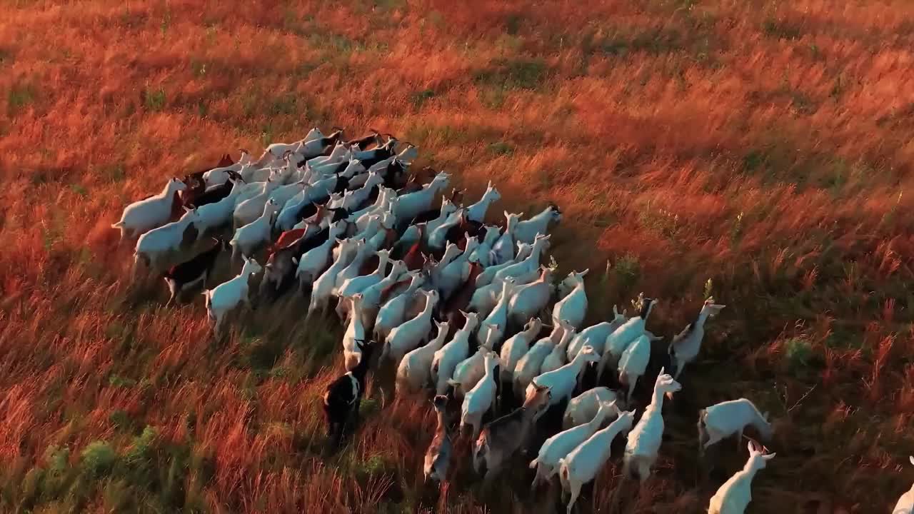 一群山羊正跑过一片干草地视频下载