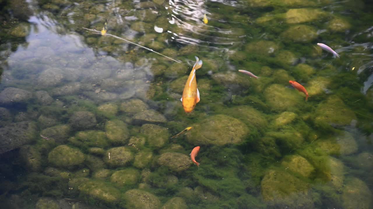 在宁静的池塘里，金鱼优雅地游在水生植物之间视频下载