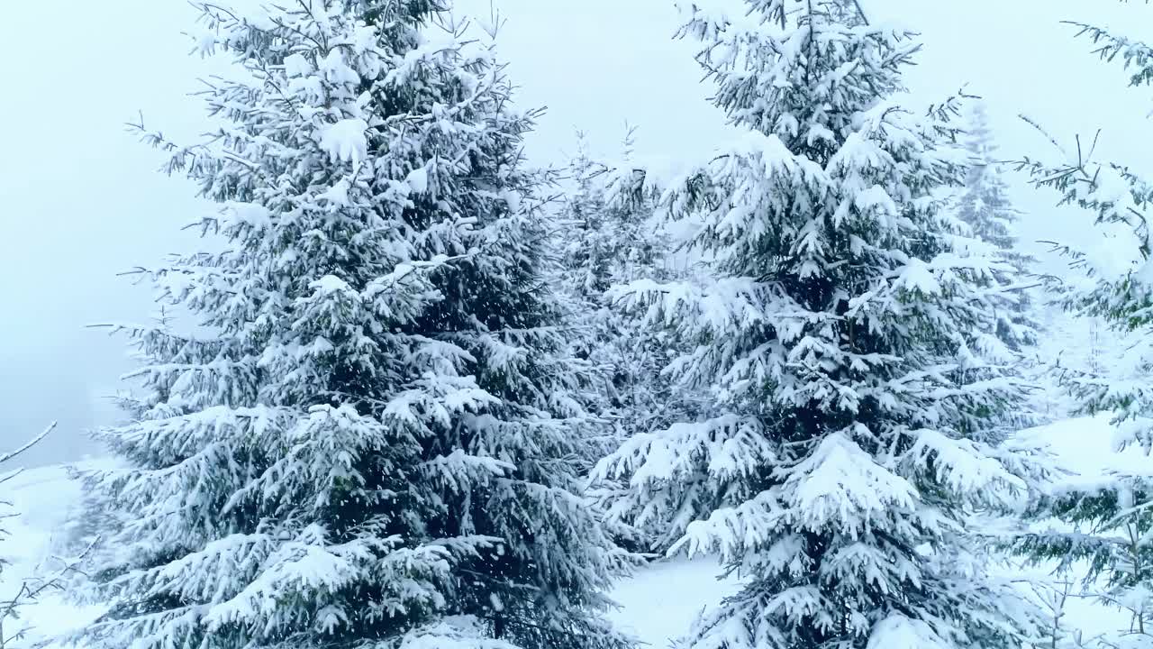 镜头穿过白雪覆盖的森林视频素材