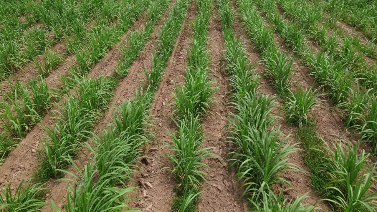 甘蔗种植园的茅草屋顶图片视频下载