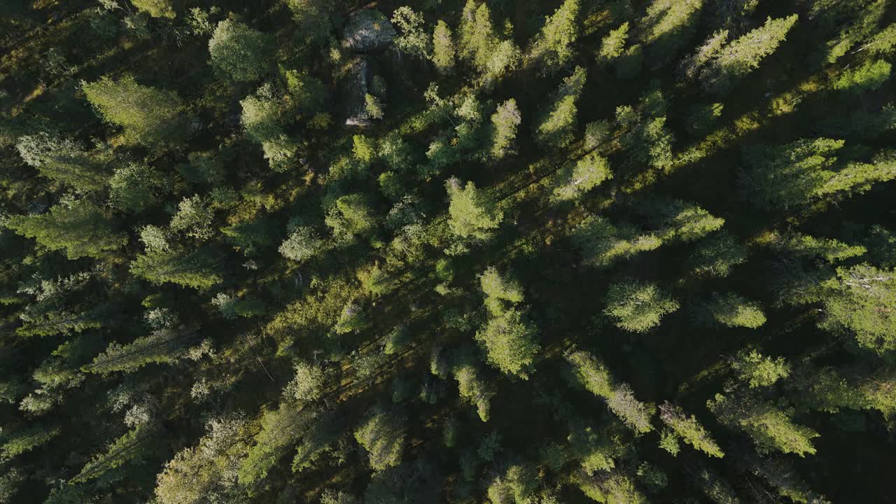 雄伟的松林鸟瞰图视频下载