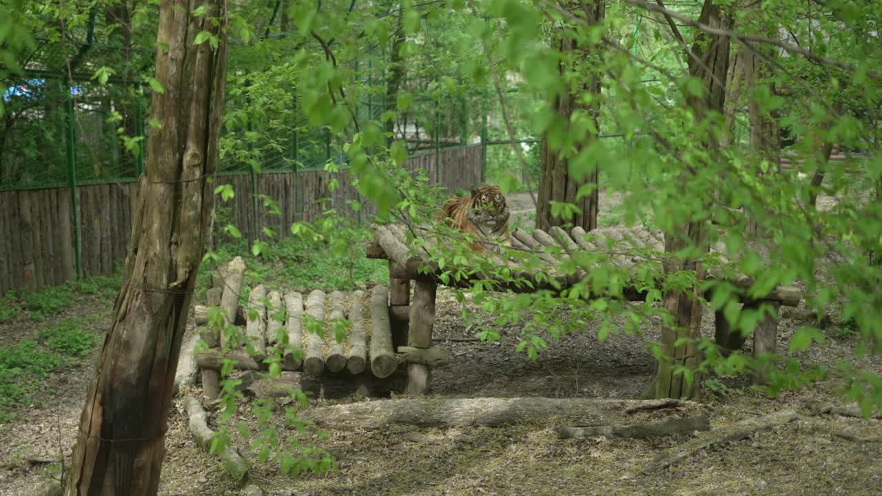 老虎在动物园里休息。动物园里动物的概念。视频下载