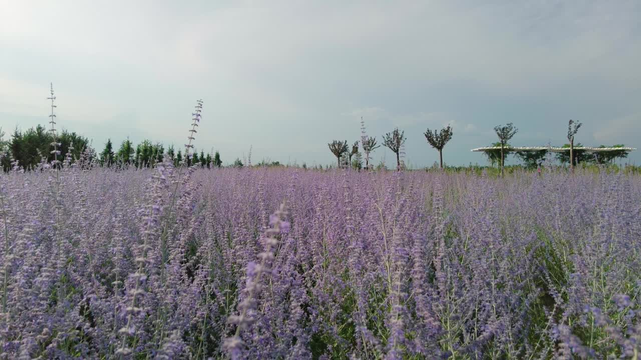 盛夏阳光下盛开的钙钛矿视频下载