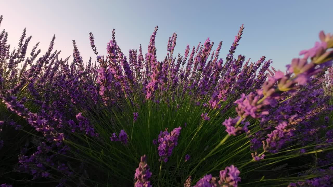 在一个温暖的夏夜，一丛薰衣草在夕阳的照耀下闪闪发光视频下载