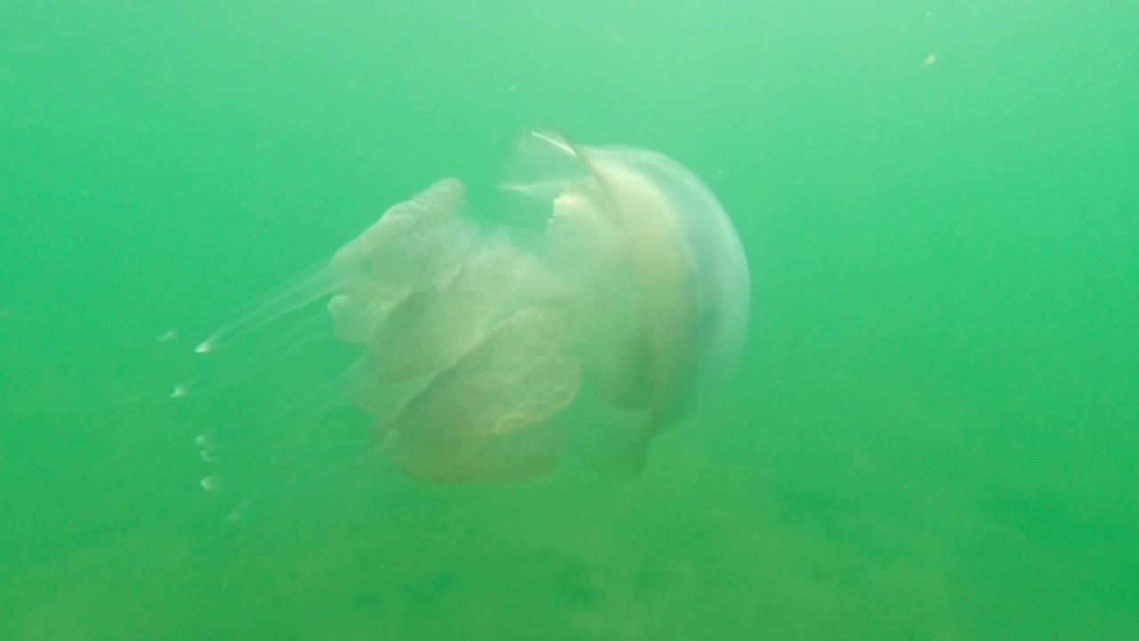 阳光明媚的一天，黑海绿色水域里的水母视频下载