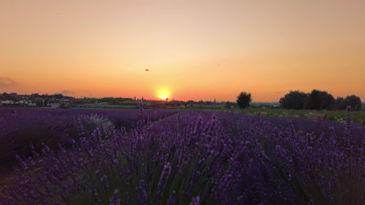 夏日清晨，日出在薰衣草田投下一抹光芒视频下载