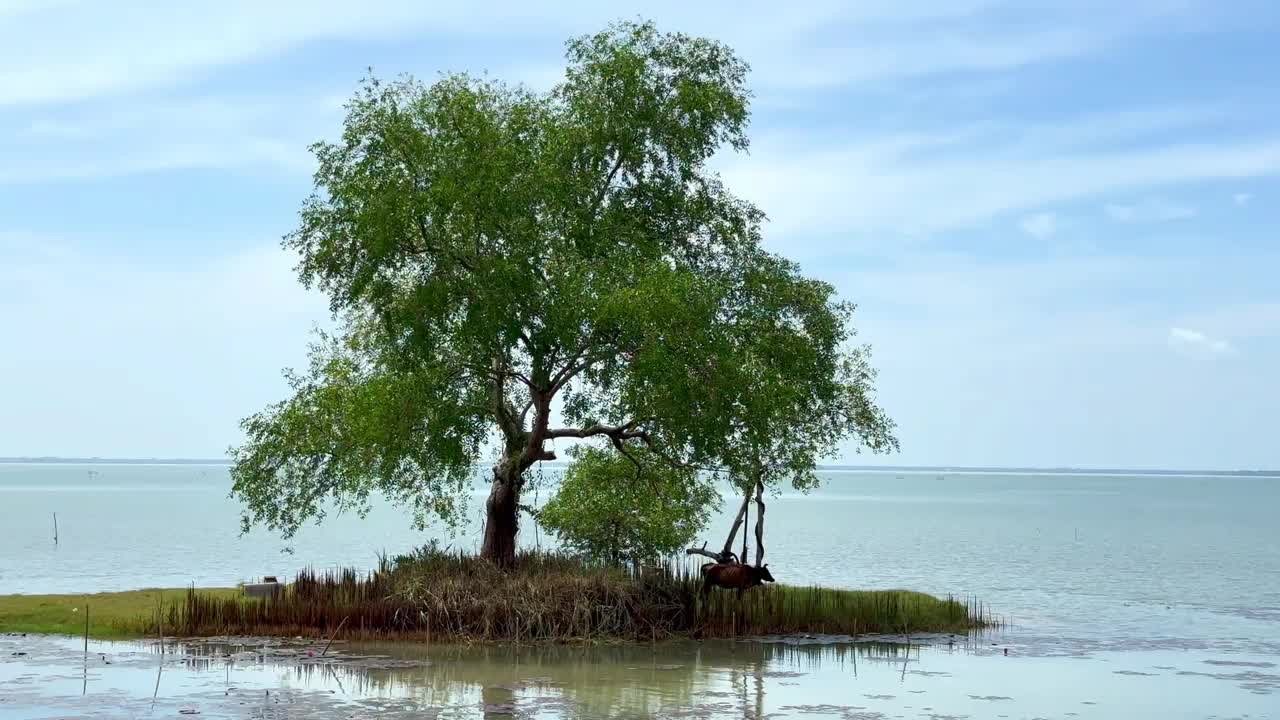 被洪水淹没的土地上只有一棵树视频下载