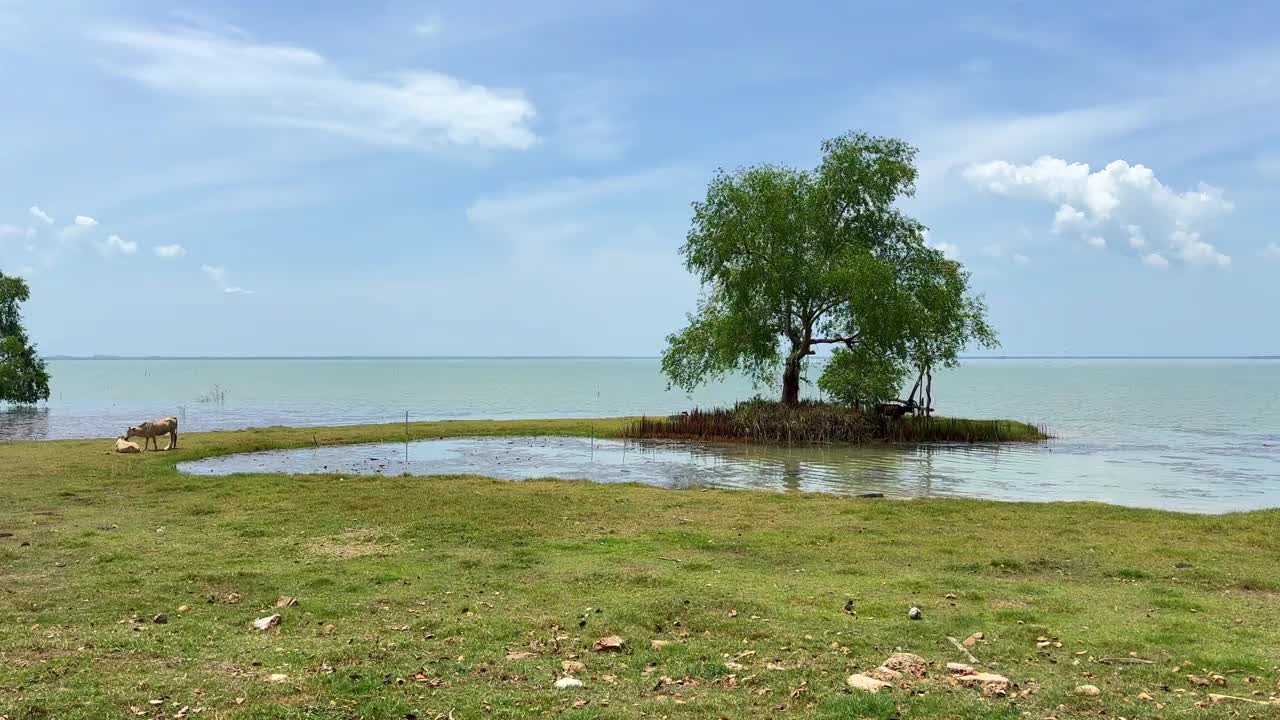 被洪水淹没的土地上只有一棵树视频素材