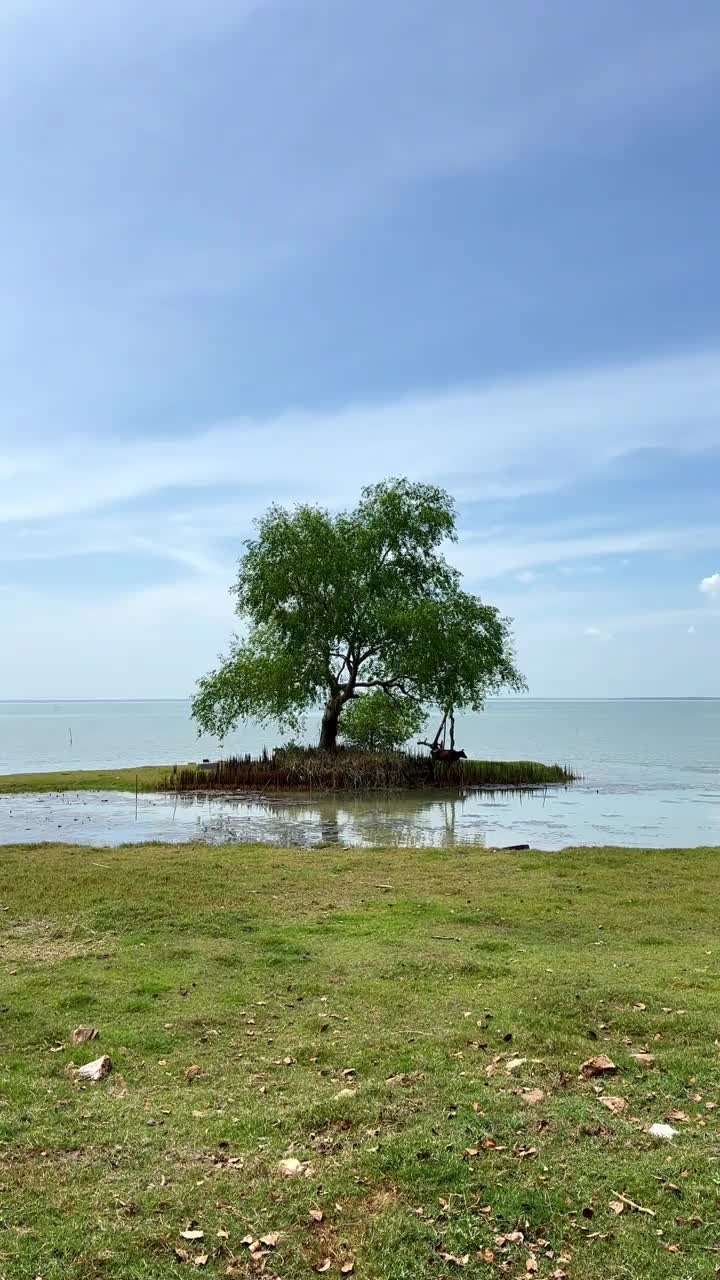 夏季湿地视频素材