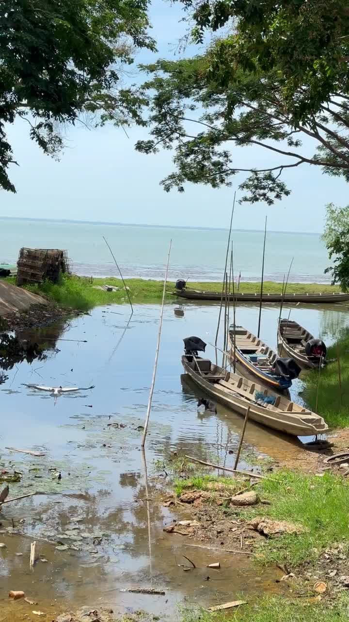 河口生物多样性视频下载