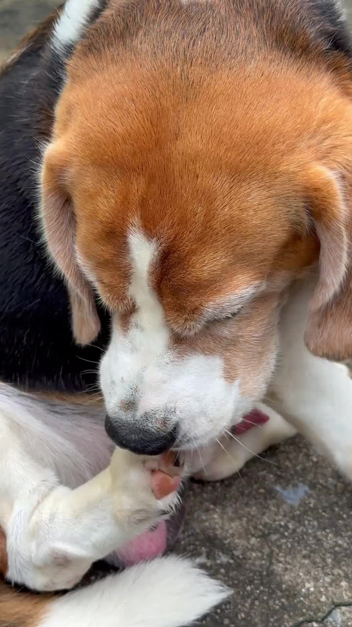 胖胖的小猎犬舔着爪子视频素材