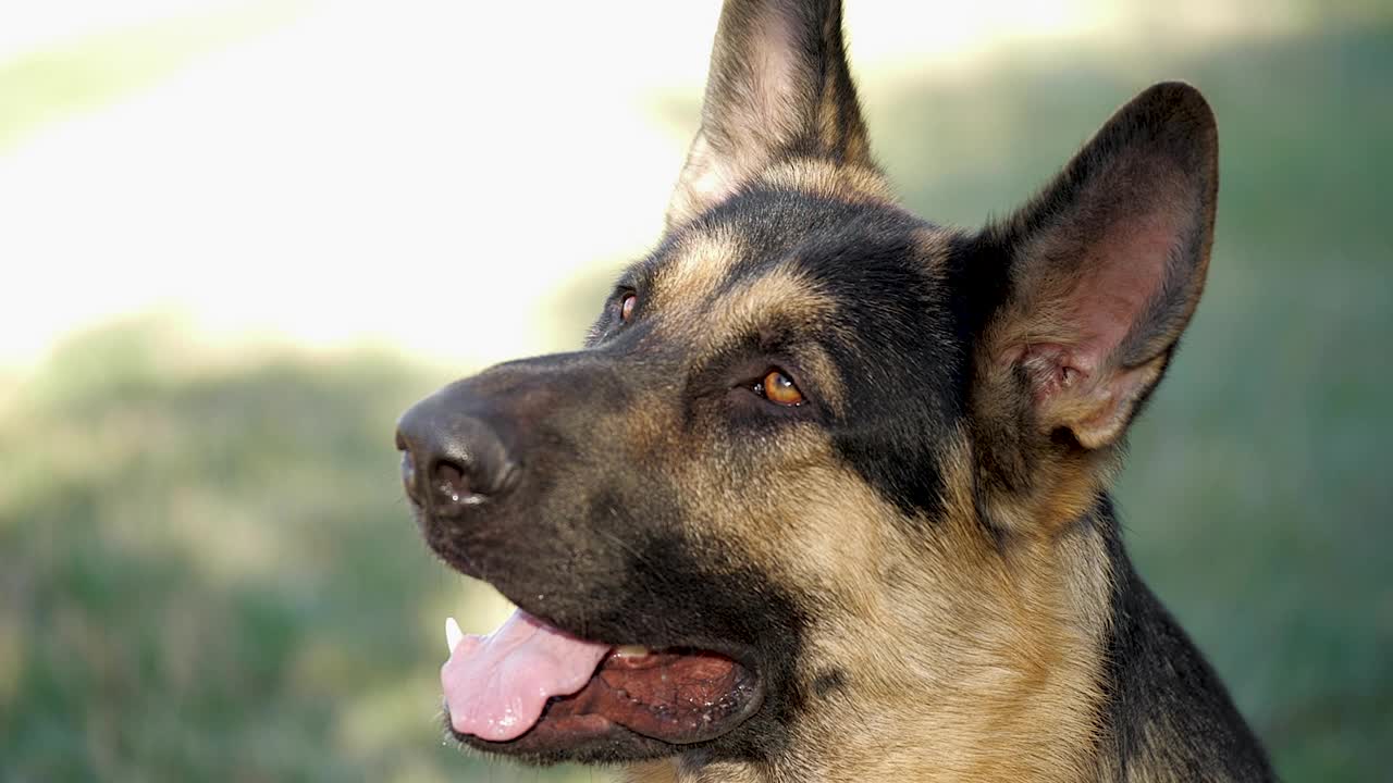 在草地上休息的纯种德国牧羊犬慢动作。夏日心情与家畜在户外玩耍和盯着相机视频下载