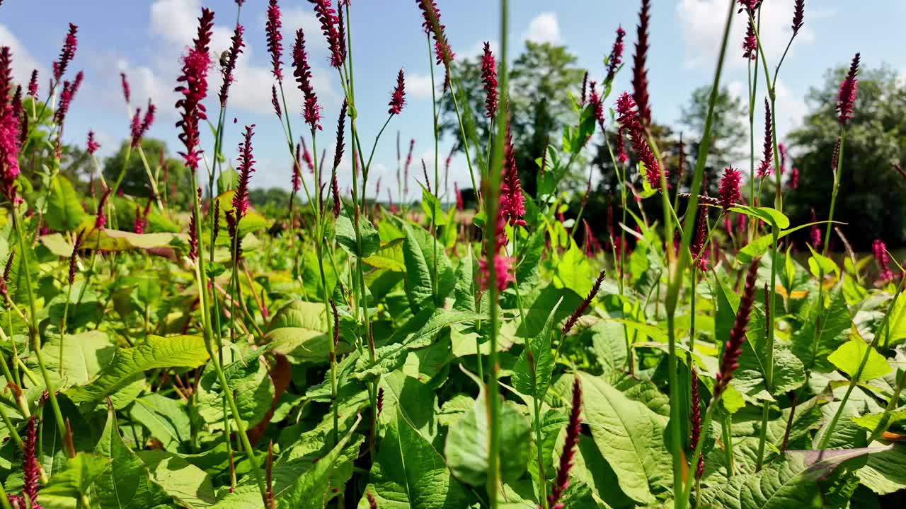 授粉:花和蜜蜂。视频下载