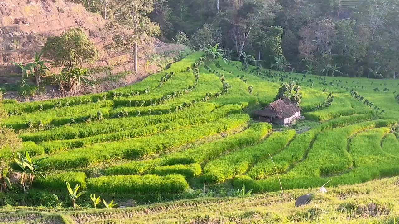 一个宁静的景色，充满活力的绿色梯田和一个小的传统小屋坐落在田野之间，被茂密的树木和山丘包围，沐浴在柔和的阳光下视频素材