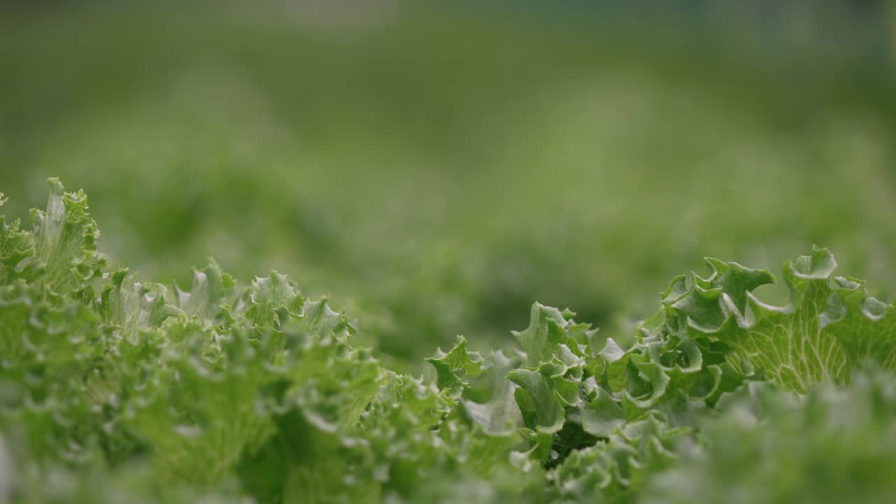 水培农场的蔬菜植物。视频下载