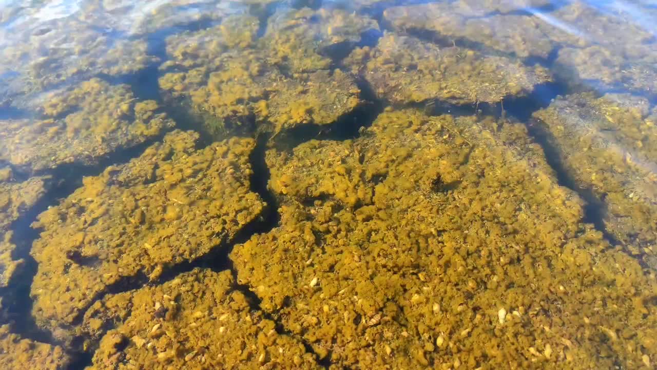 碎裂的泥土图案淹没在水中，创造出独特的抽象质感，展示了自然湿地环境中干旱的影响视频素材