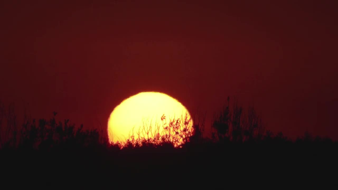 黄色的太阳从地平线升起。树枝上的日出特写视频素材