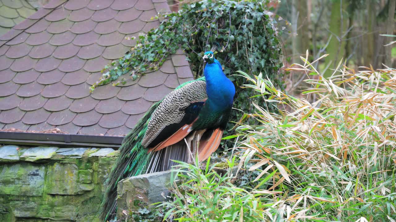 一只充满活力的印度孔雀(Pavo cristatus)在郁郁葱葱的花园里自豪地展示着它令人惊叹的尾羽，周围是五颜六色的鲜花和绿色植物视频素材