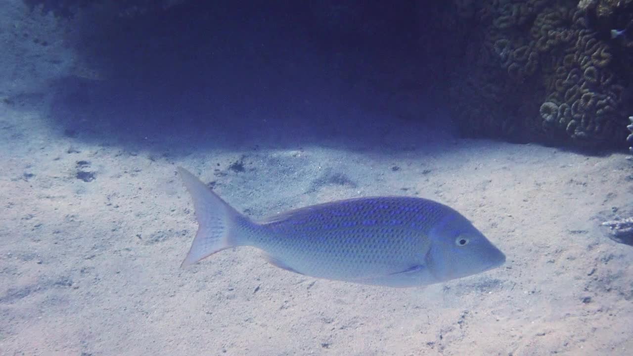 金光皇帝，学名为Lethrinus nebulosus，属于红海Lethrinidae视频下载