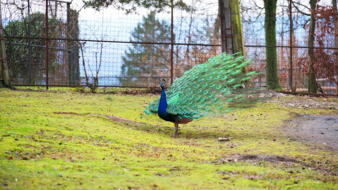 一只充满活力的印度孔雀(Pavo cristatus)在郁郁葱葱的花园里自豪地展示着它令人惊叹的尾羽，周围是五颜六色的鲜花和绿色植物视频素材