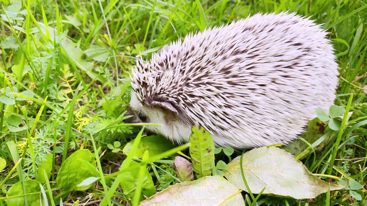 夏天，小刺猬宠物在绿草地上散步。森林里地面上的小刺猬。视频下载