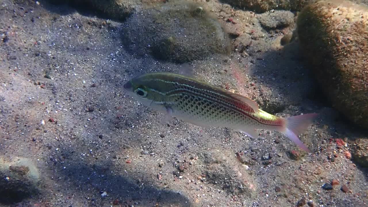 阿拉伯单片鲷的特写，属于红海的单片鲷科视频下载