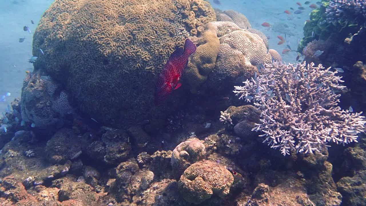 红珊瑚石斑鱼，学名Cephalopholis miniata，生活在红海亚喀巴湾视频素材