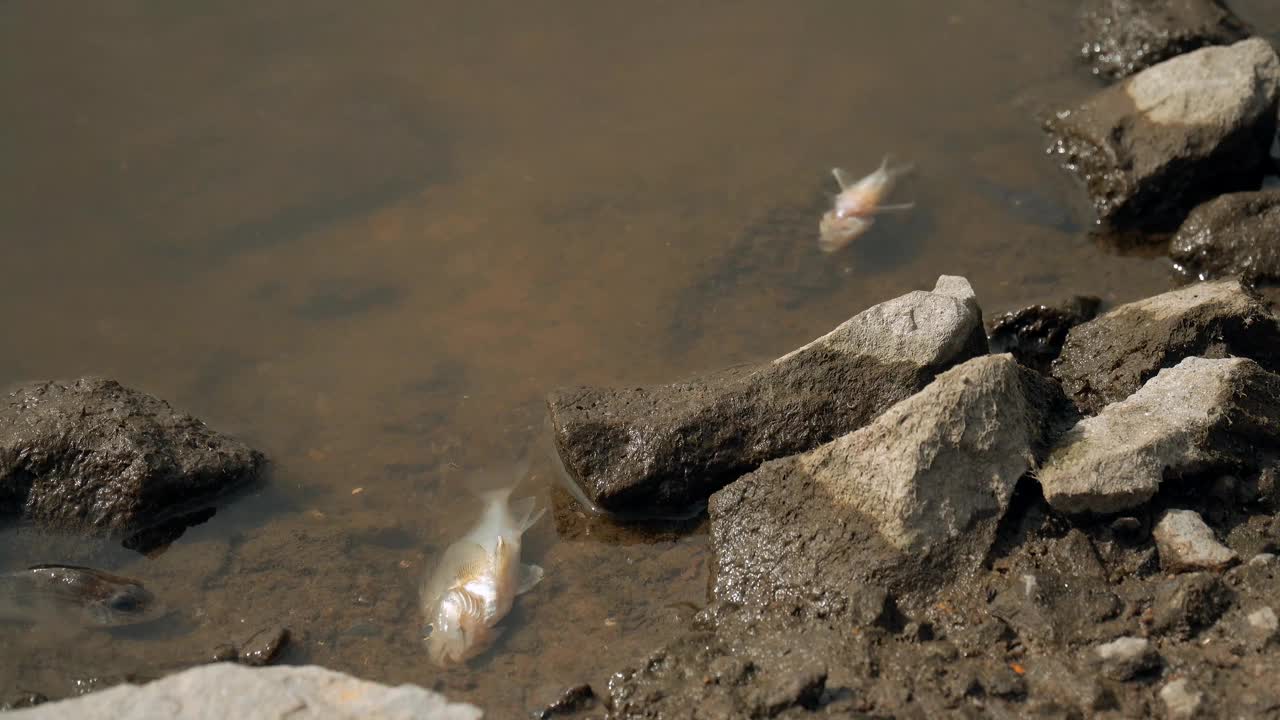 生态灾难。河流污染，鱼类大量死亡视频下载