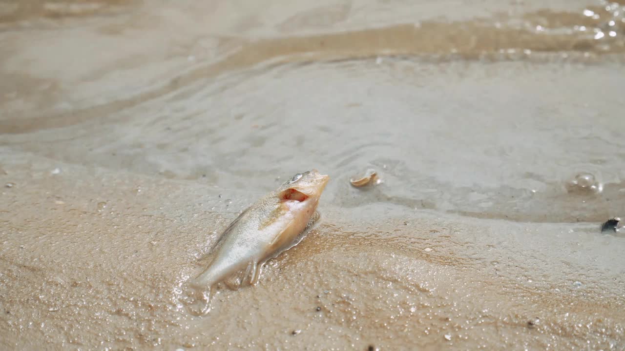 生态灾难。河流污染，鱼类大量死亡视频下载