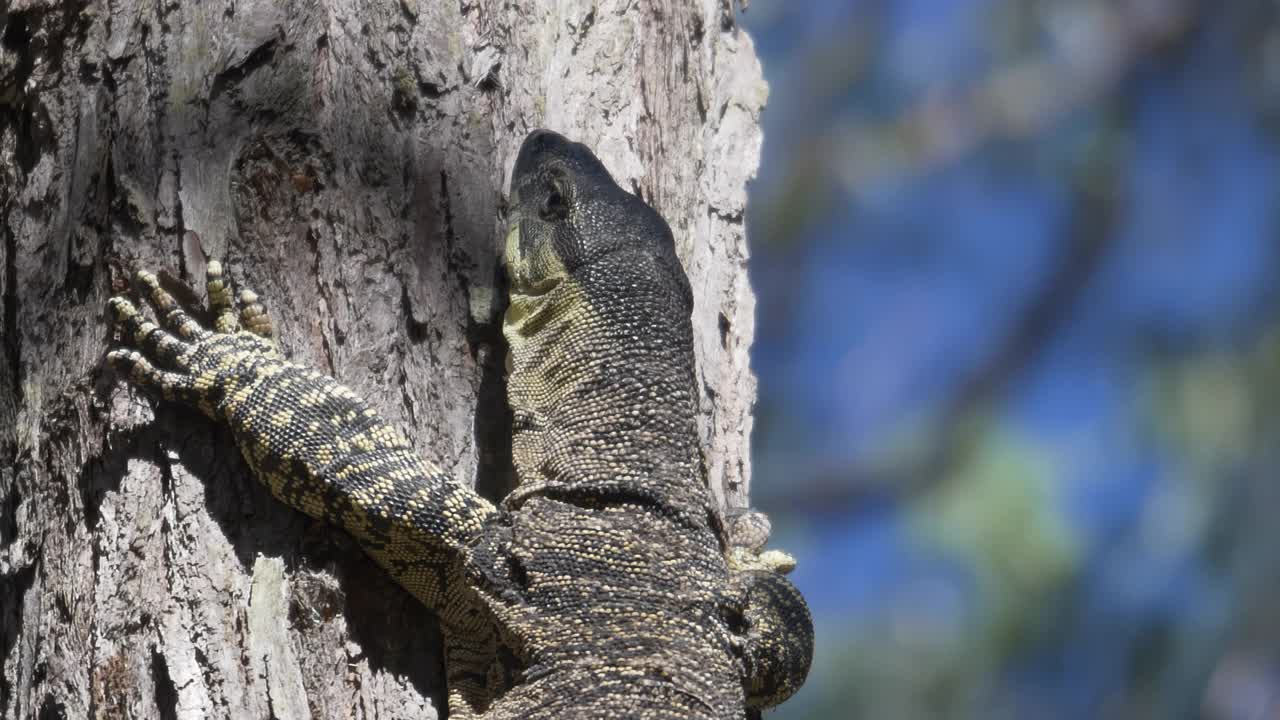 水巨蜥，Varanus salvator，栖息在树干上，看起来像动物。视频素材