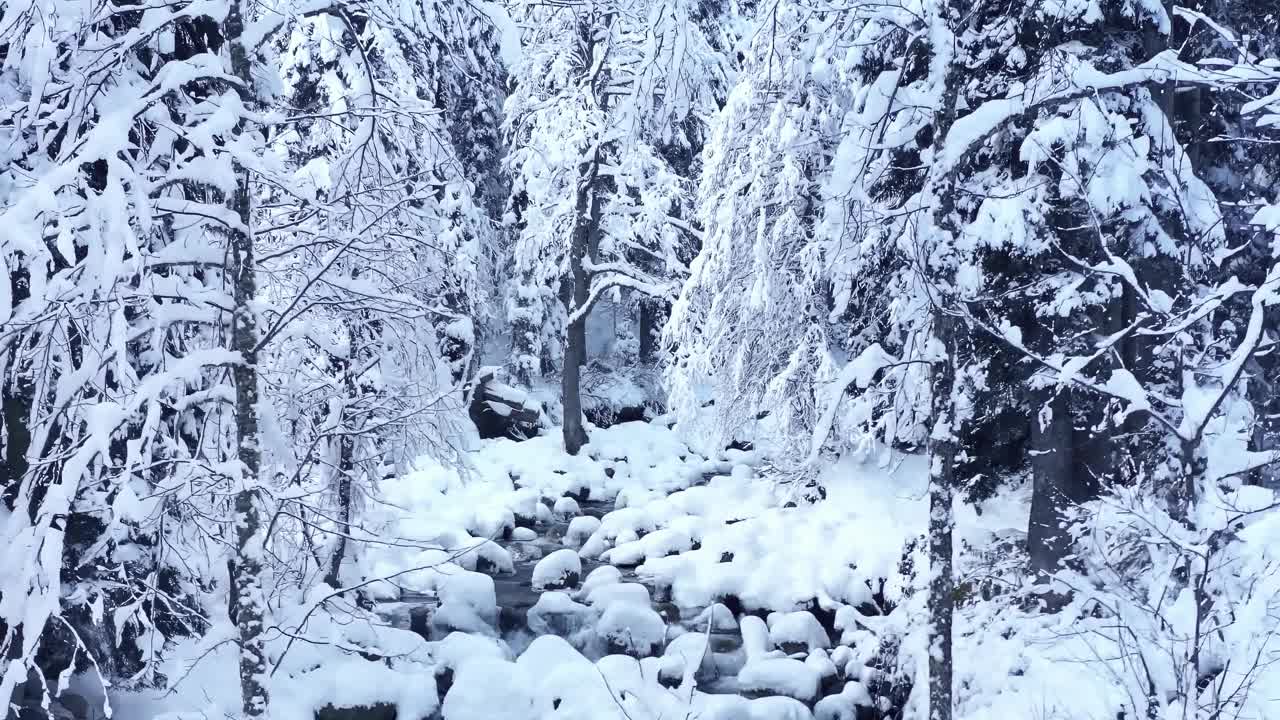 镜头在森林里的白雪皑皑的小溪上平移视频下载