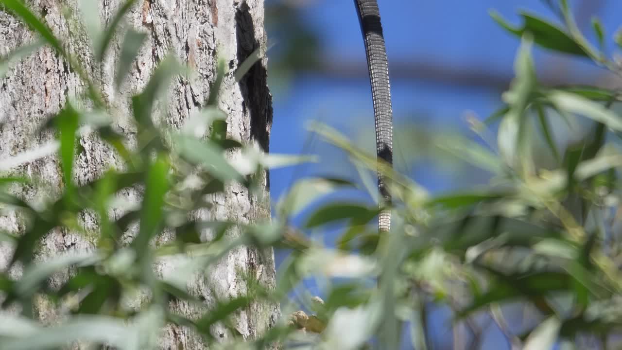 水巨蜥，Varanus salvator，栖息在树干上，看起来像动物。视频素材