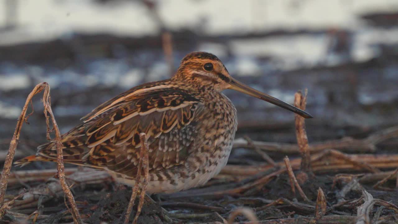 普通的鹬(Gallinago Gallinago)鸟坐在沼泽里假装是一个障碍。视频下载