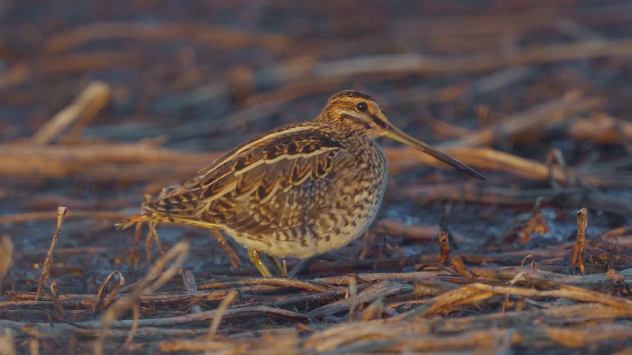 普通鹬(Gallinago Gallinago)鸟穿过沼泽。视频下载