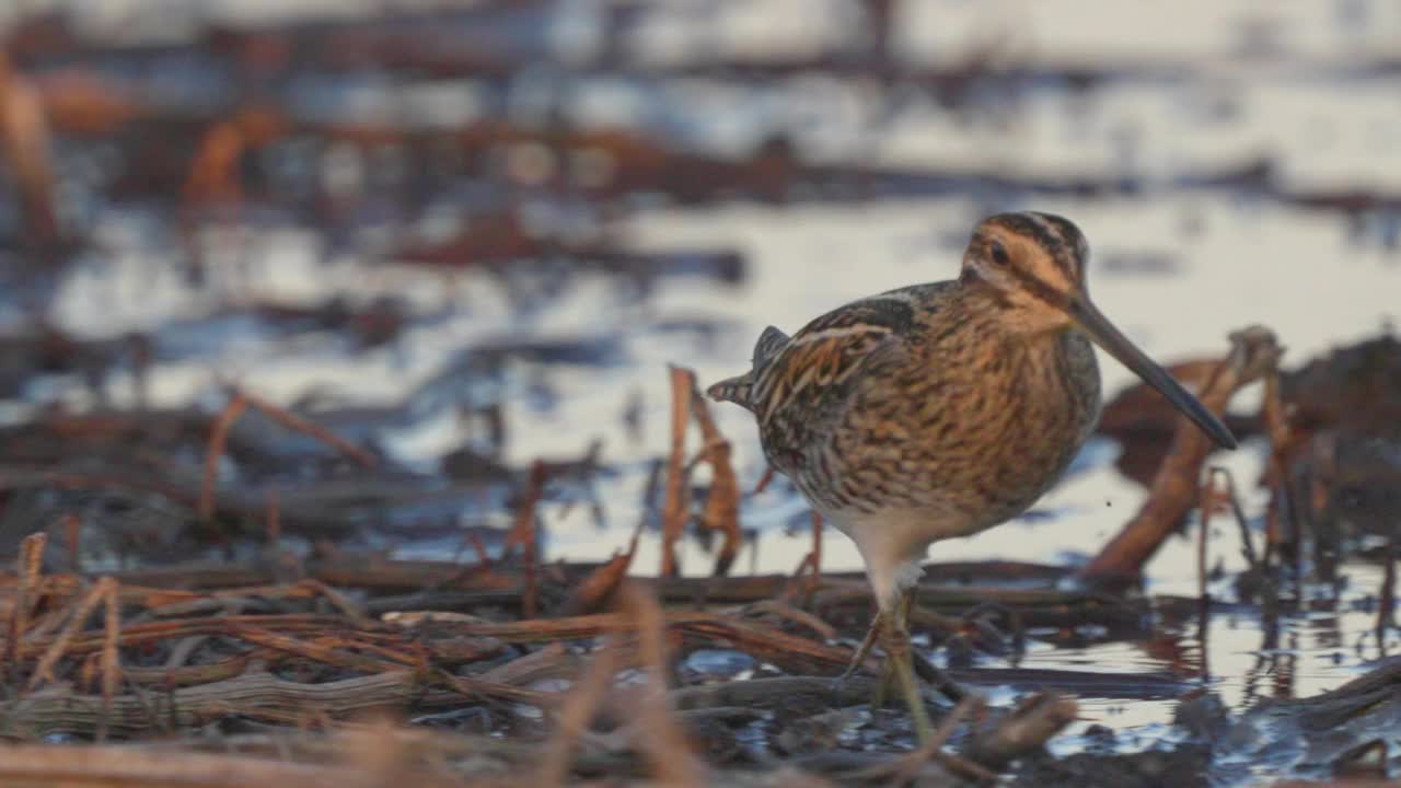 普通鹬(Gallinago Gallinago)鸟穿过沼泽。视频下载