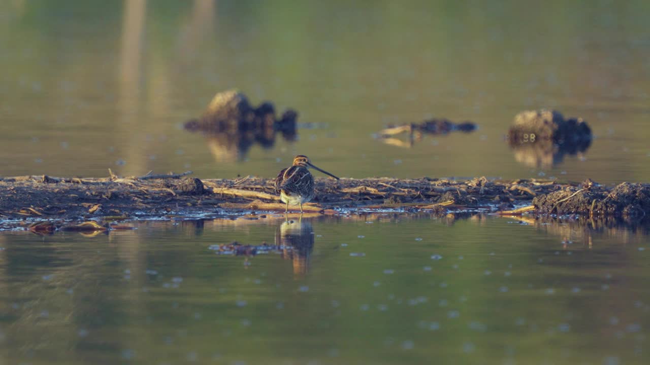 普通的鹬(Gallinago Gallinago)鸟坐在沼泽里假装是一个障碍。视频素材