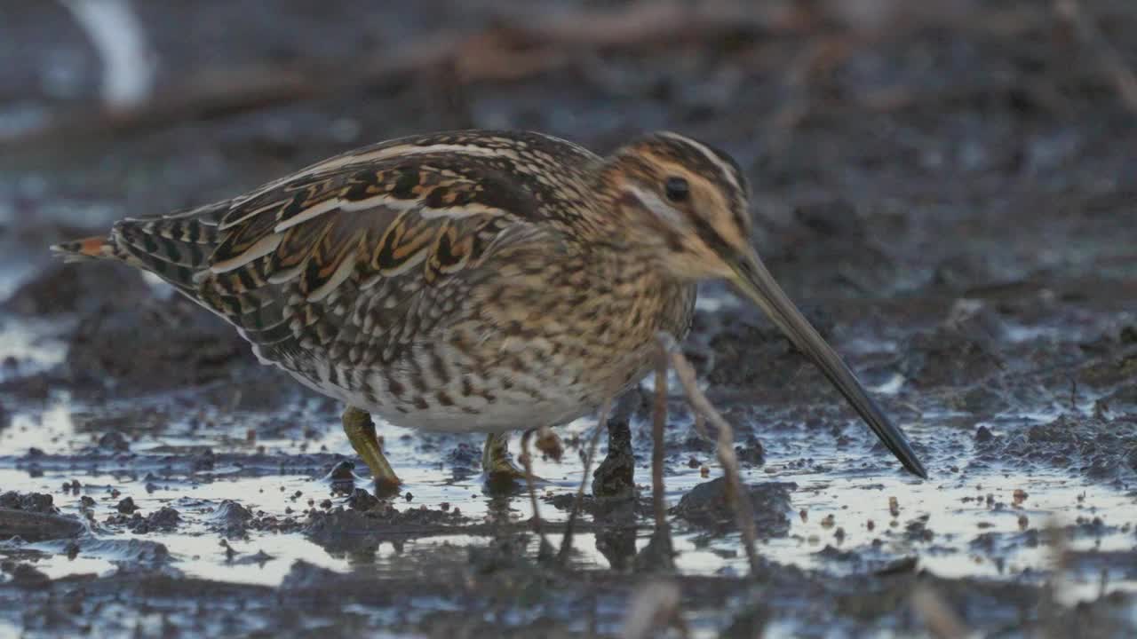 普通鹬(Gallinago Gallinago)鸟穿过沼泽，发现昆虫幼虫并吃掉它们。视频下载