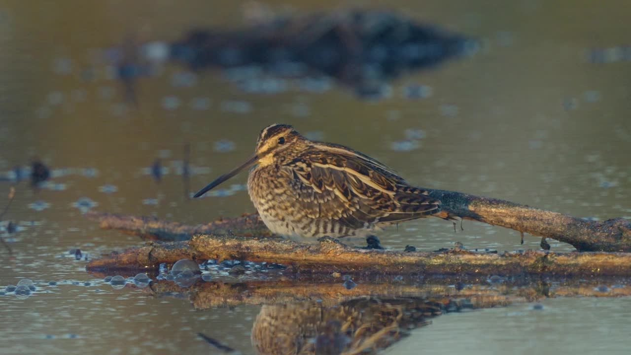 普通的鹬(Gallinago Gallinago)鸟坐在沼泽里假装是一个障碍。视频素材