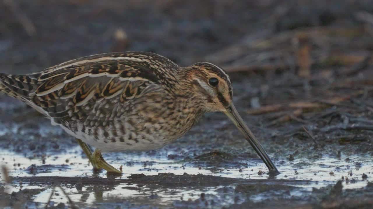 普通鹬(Gallinago Gallinago)鸟穿过沼泽，发现昆虫幼虫并吃掉它们。视频素材