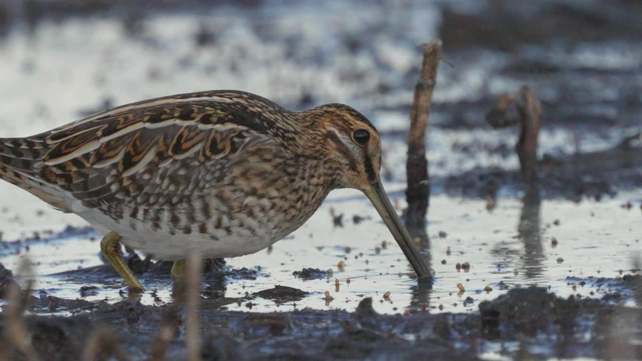 普通鹬(Gallinago Gallinago)鸟穿过沼泽，发现昆虫幼虫并吃掉它们。视频素材