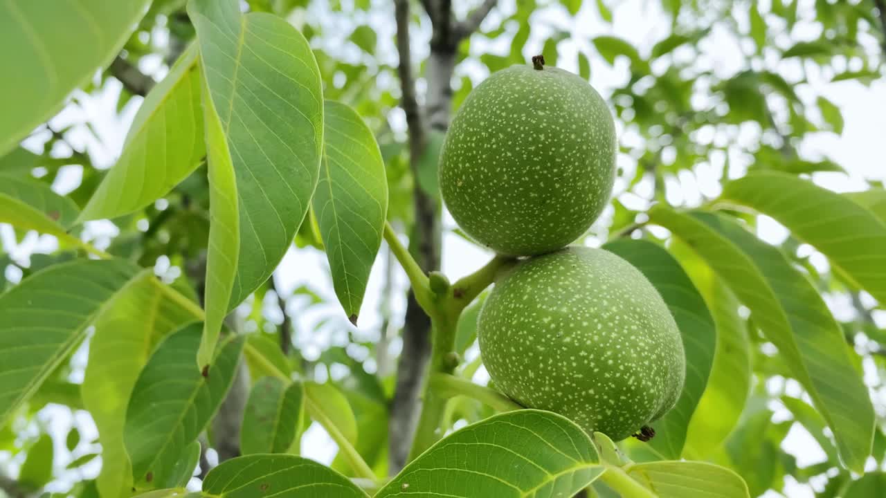 花园里树上的核桃，树枝与绿色的核桃和树叶紧密相连视频下载