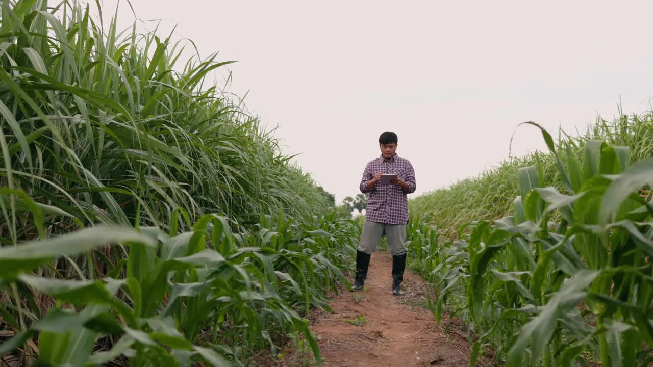 一位男农民在田间用数码平板电脑检查甜玉米的生长情况。智能农业概念。视频素材