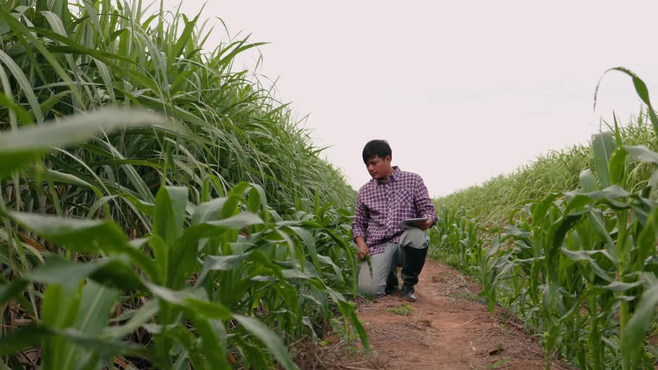 一位男农民在田间用数码平板电脑检查甜玉米的生长情况。智能农业概念。视频素材