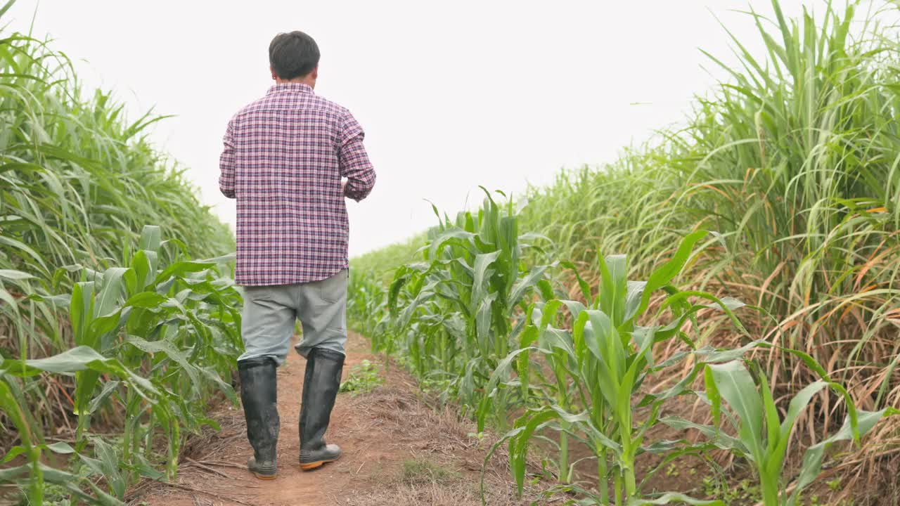 一位男农民在田间用数码平板电脑检查甜玉米的生长情况。智能农业概念。视频素材