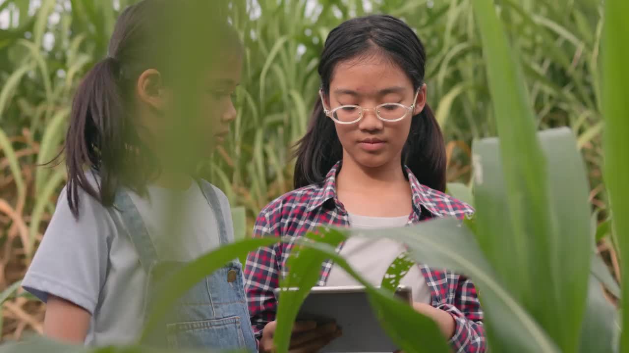 两个亚洲兄弟姐妹在农场检查植物时，拿着药片观察和研究玉米的生长。智能农业概念。视频素材