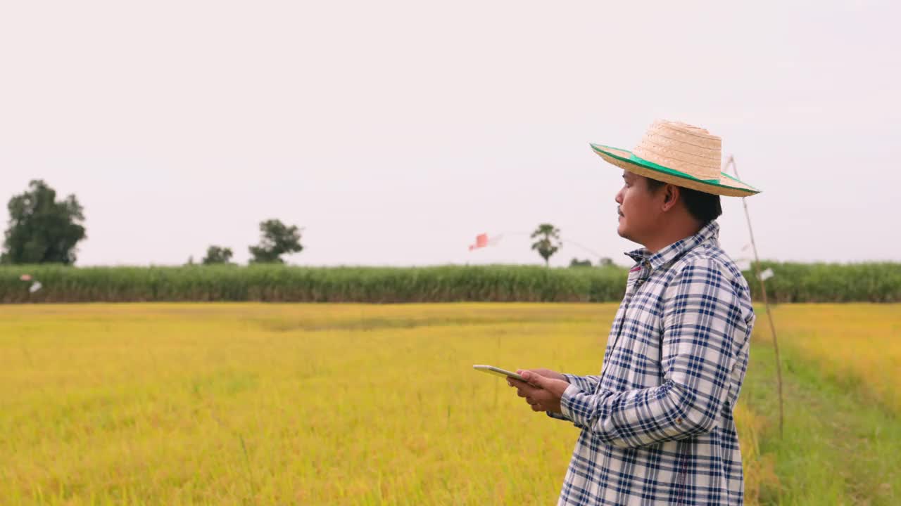 一位男性农民正在监测他的水稻的生长情况，将结果记录在平板电脑上，并实施智能农业概念。视频素材