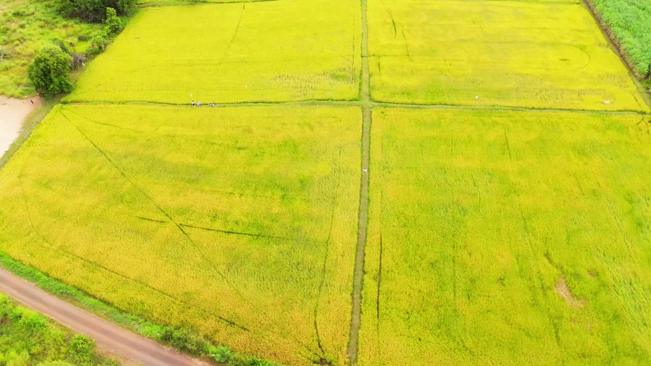 鸟瞰图:泰国的黄金稻田，一望无际的黄金水稻在阳光下摇曳，映衬着丰硕的收成和美丽的乡村风光。视频下载